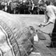 Fête Montgolfier 1933 (7) : J. Cormier gonflant son ballon, place du Champ de Mars